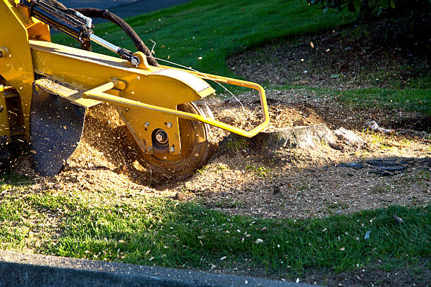  Prospect Heights, IL Tree Services Pros